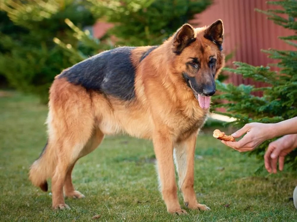 What Can German Shepherds Not Eat? timberwolfpet