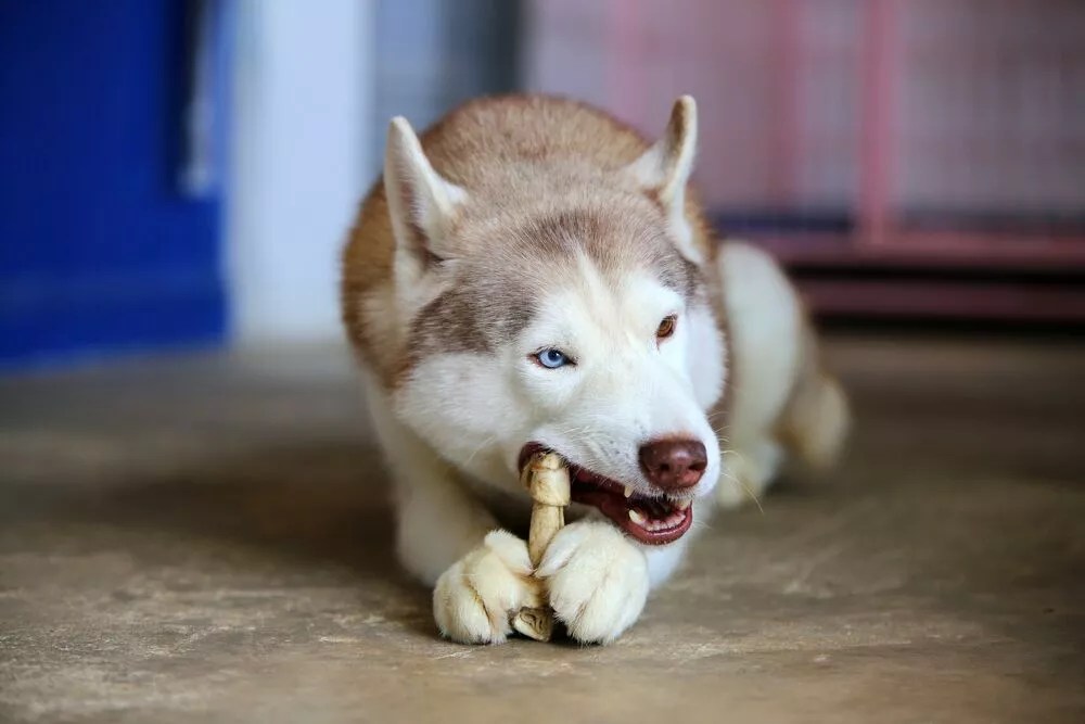 Best Husky Treats Healthy and Tasty Options timberwolfpet