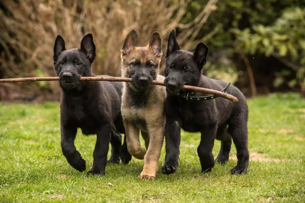 Best Treats For German Shepherd Puppies timberwolfpet
