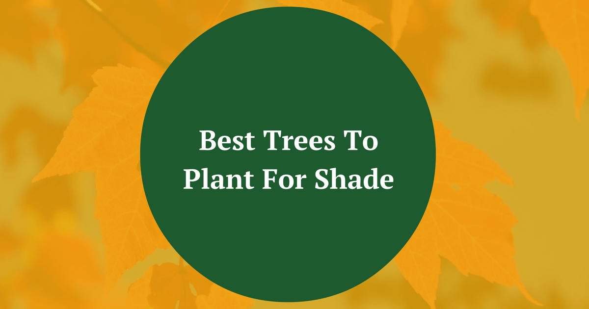Best Trees To Plant For Shade Timber Works Tree Care