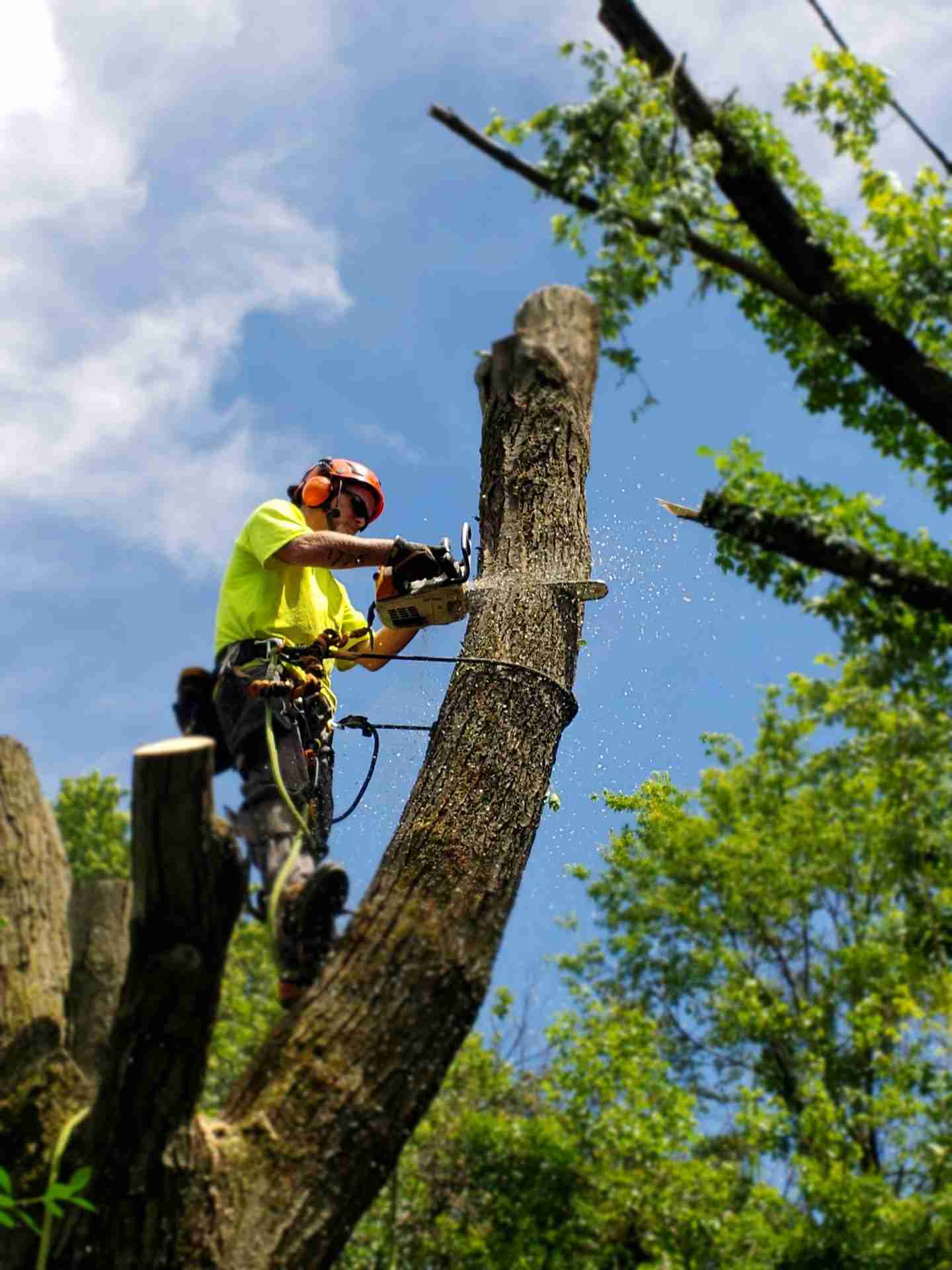 When Do I Need Emergency Tree Removal? Timber Works Tree Care