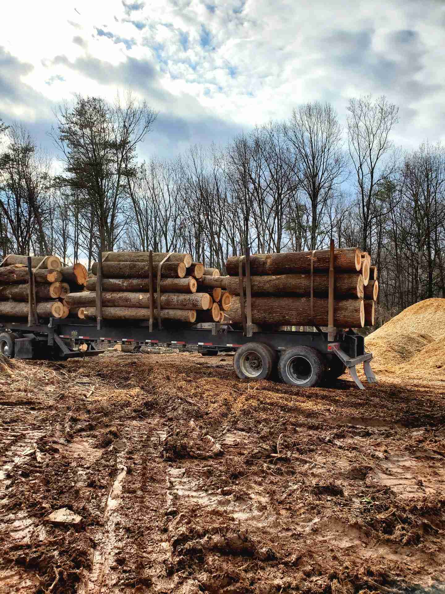 Does Insurance Cover Tree Removal Services? Timber Works Tree Care