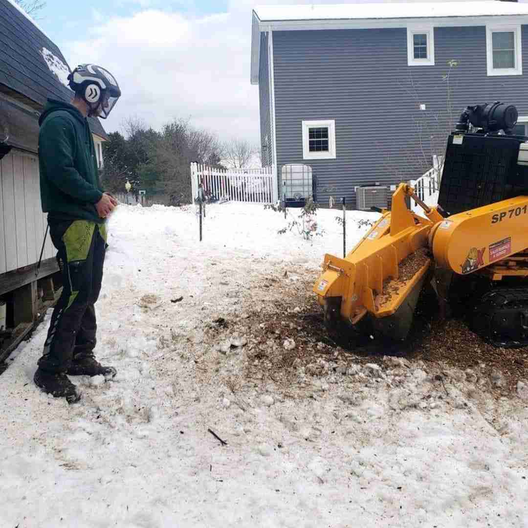 Benefits of Forestry Mulching in the Winter Timber Works Tree Care