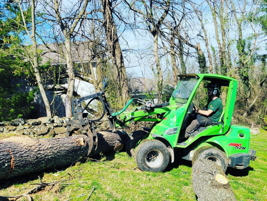 Why Tree Removal is Important and How Timber Works Can Help Timber