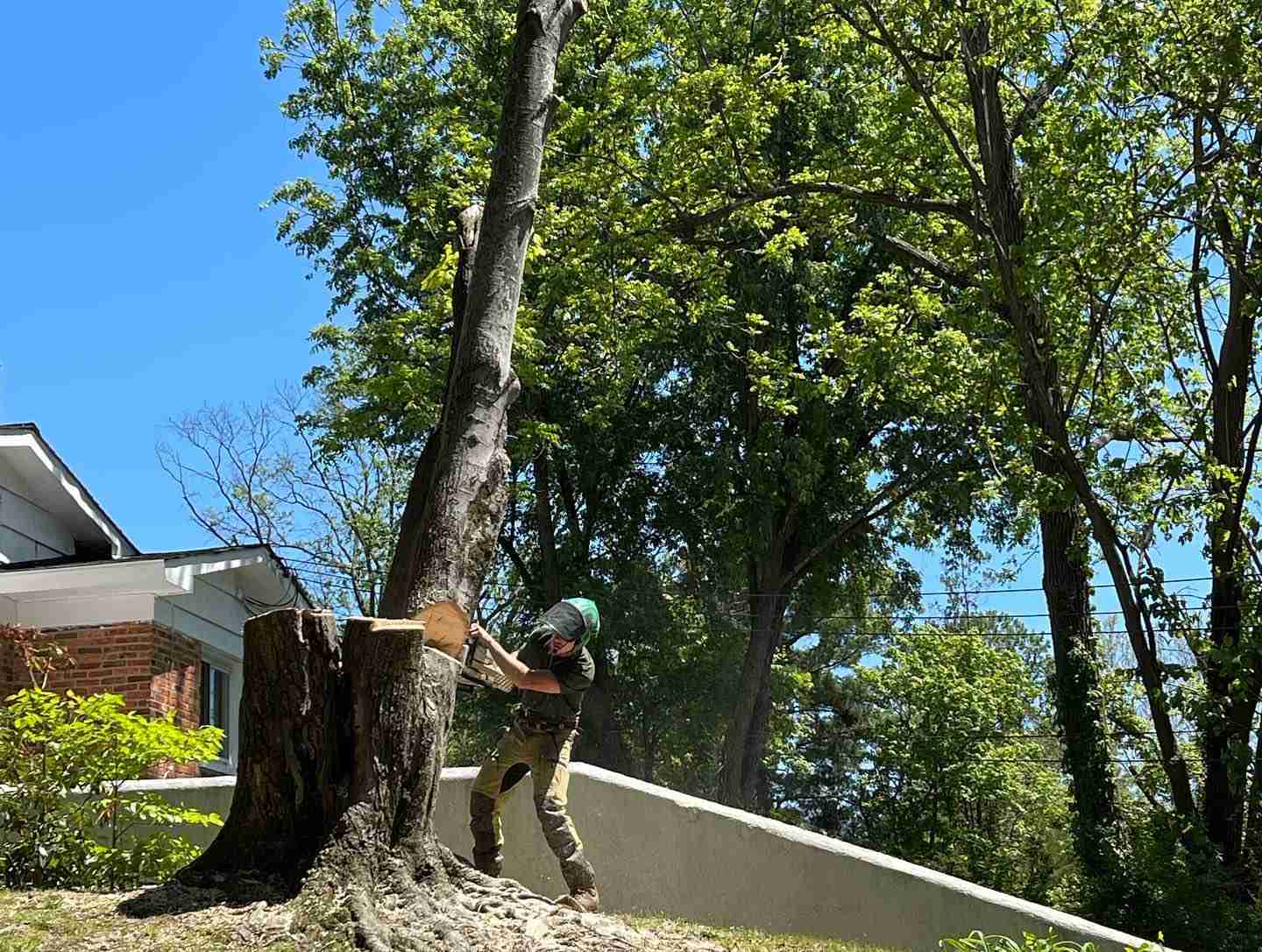 Why You Should Never Try to Remove a Tree Yourself Timber Works Tree Care