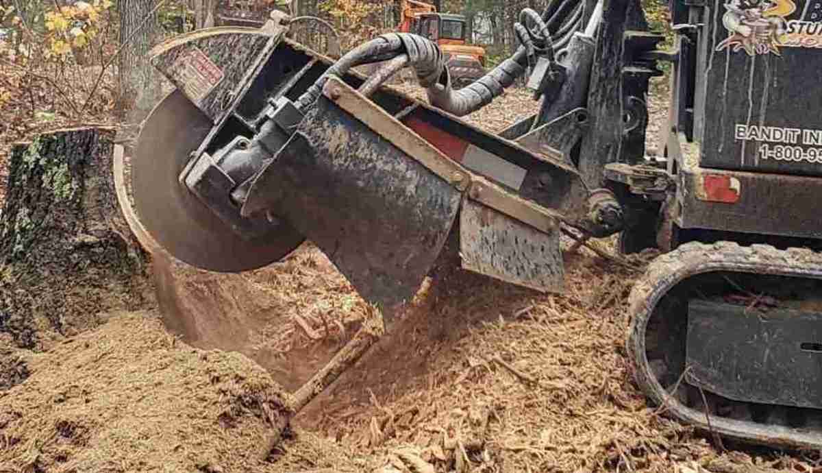 Is Stump Grinding Worth It? Timber Works Tree Care