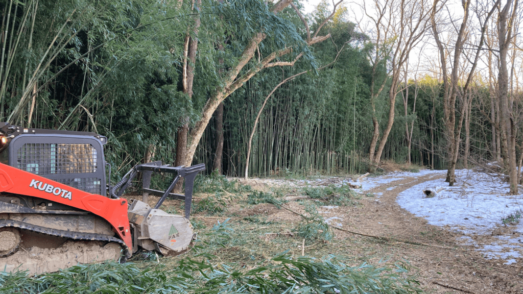 What is Forest Thinning? Forestry Thinning Sperryville VA