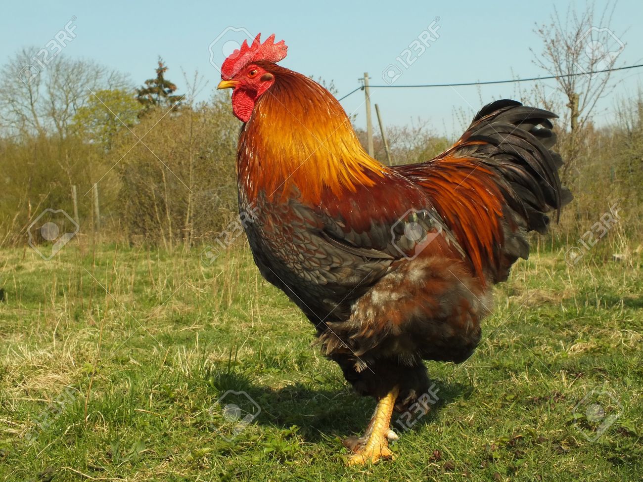 Chickens Come Home to Roost Timed Writing