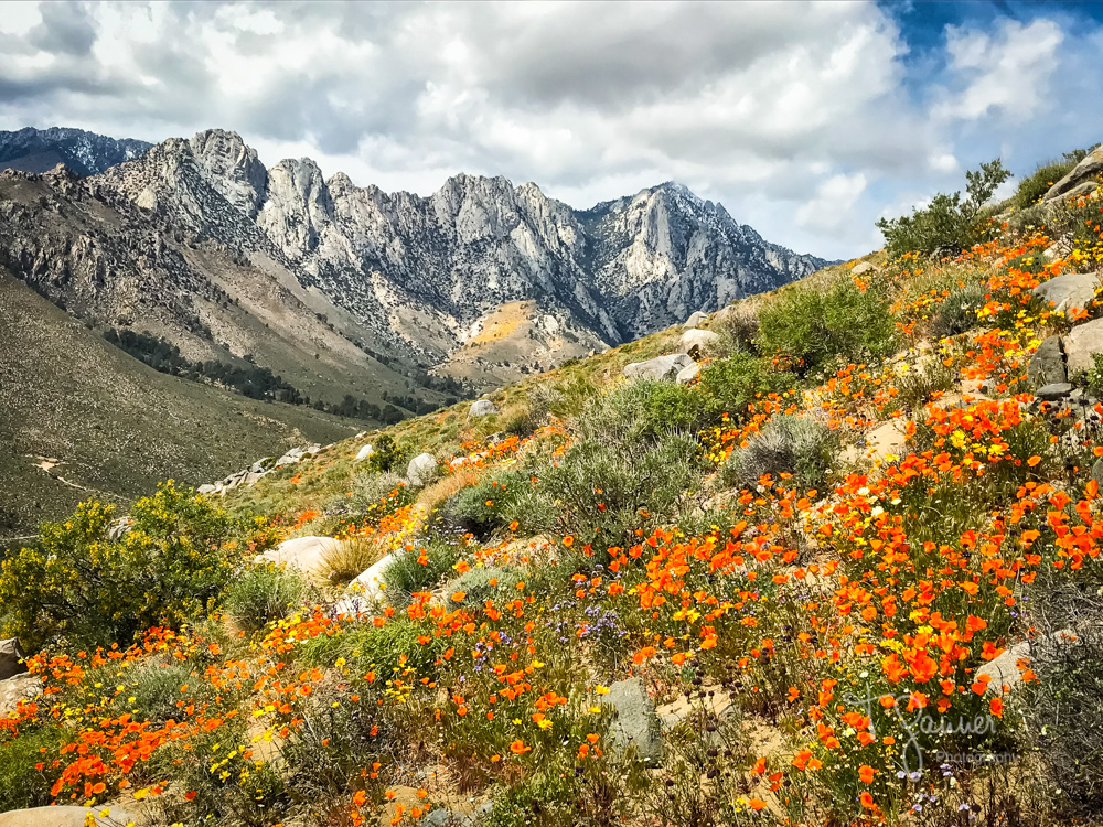 California Super Bloom Time & Space Nature Adventures