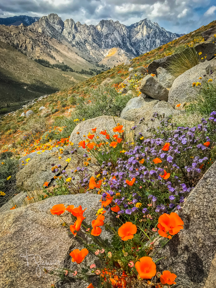 California Super Bloom Time & Space Nature Adventures