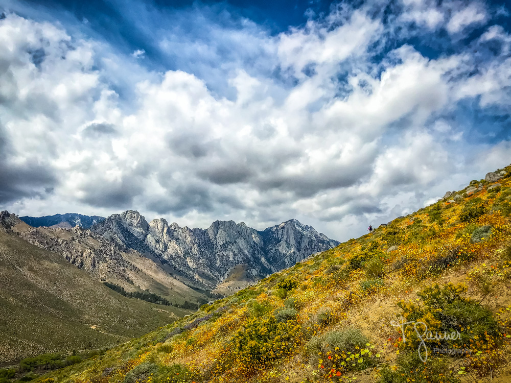 California Super Bloom Time & Space Nature Adventures