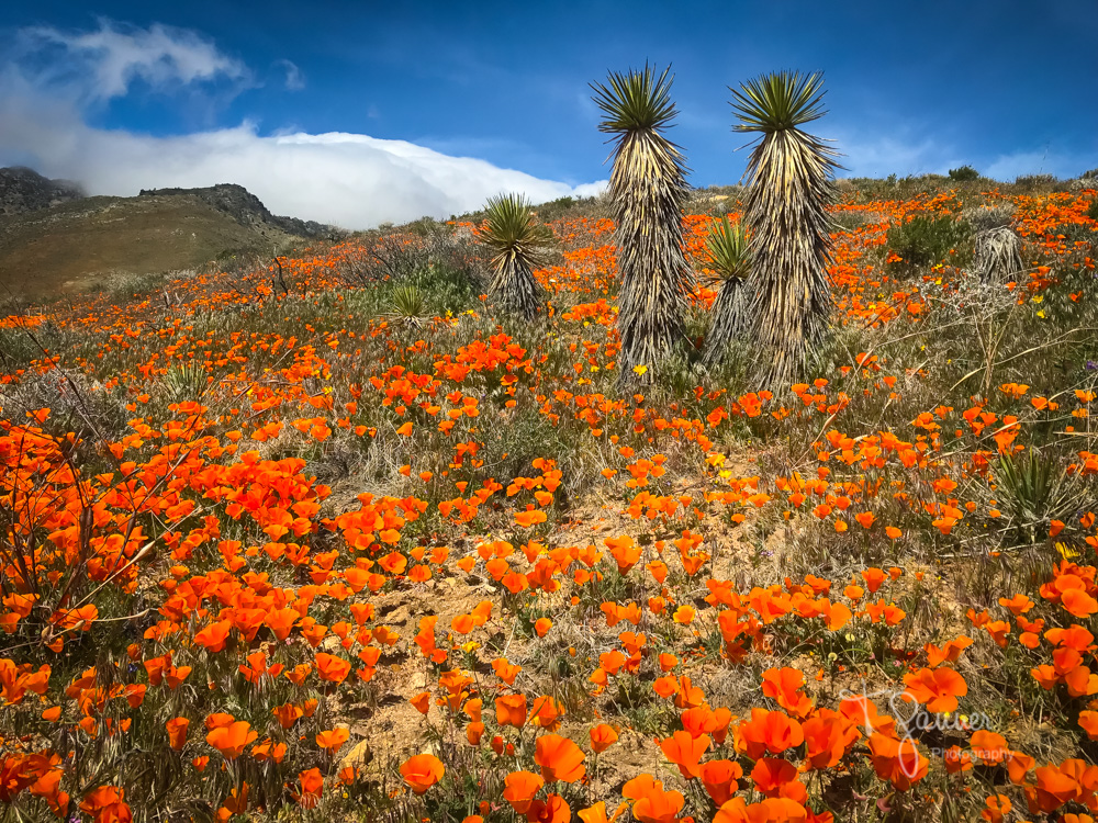 California Super Bloom Time & Space Nature Adventures