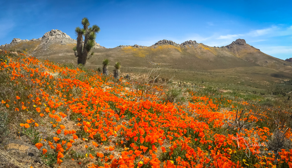 California Super Bloom Time & Space Nature Adventures