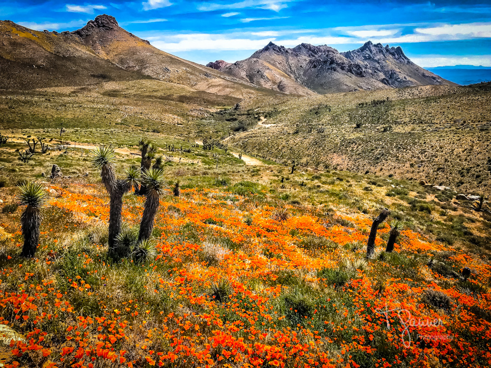 California Super Bloom Time & Space Nature Adventures