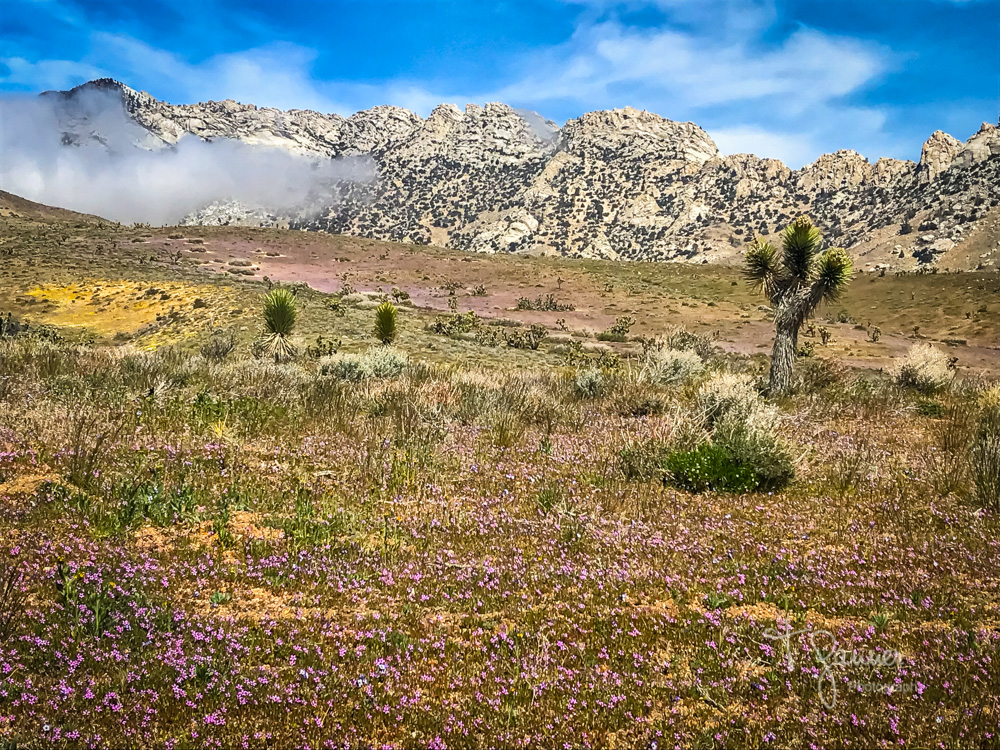 California Super Bloom Time & Space Nature Adventures