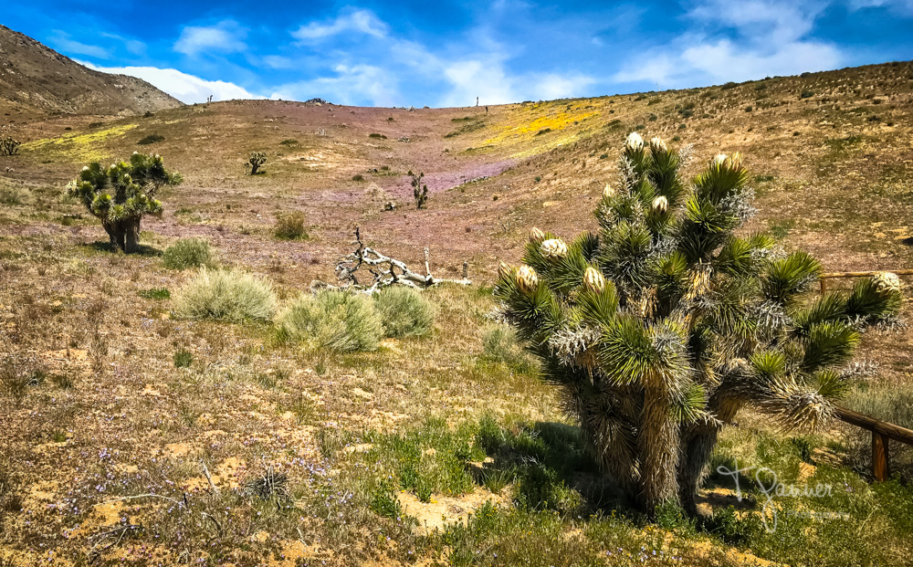 California Super Bloom Time & Space Nature Adventures