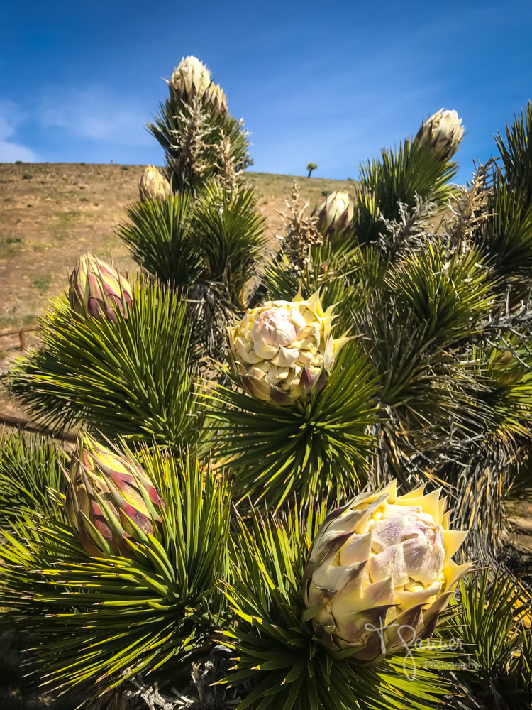 California Super Bloom Time & Space Nature Adventures