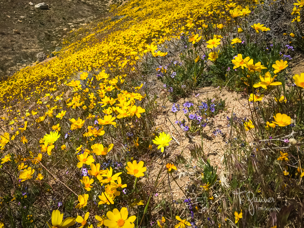 California Super Bloom Time & Space Nature Adventures