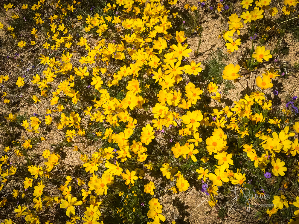 California Super Bloom Time & Space Nature Adventures