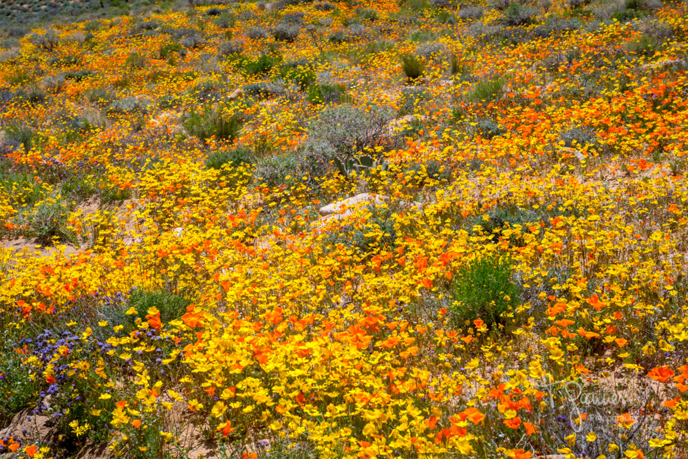 California Super Bloom Time & Space Nature Adventures