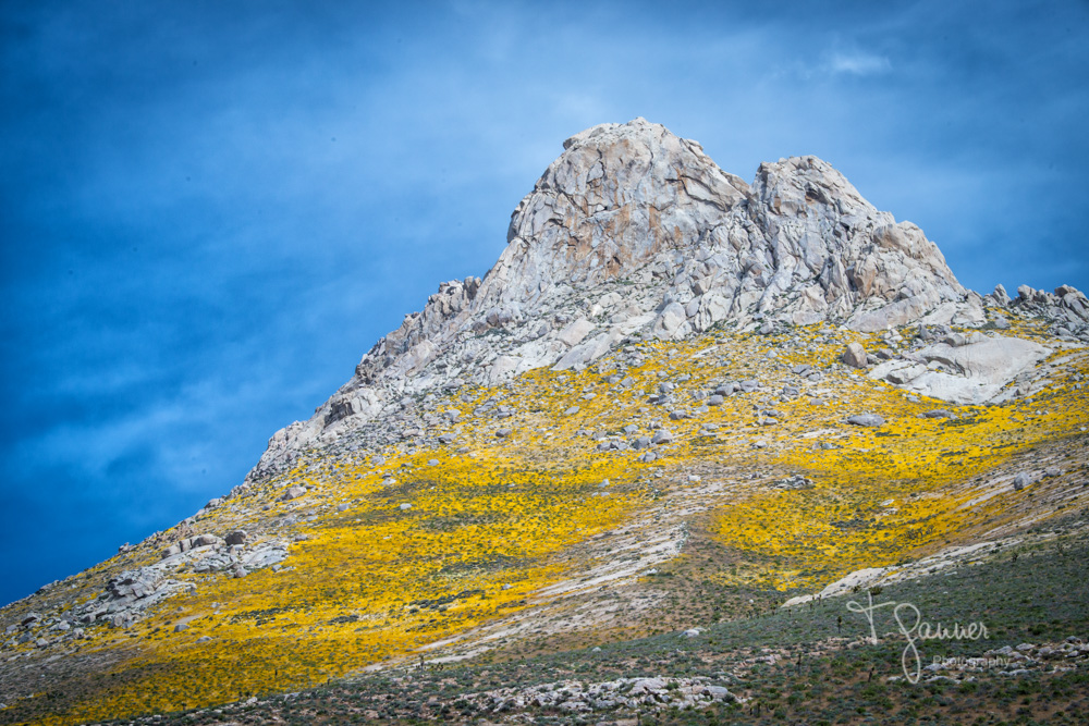 California Super Bloom Time & Space Nature Adventures