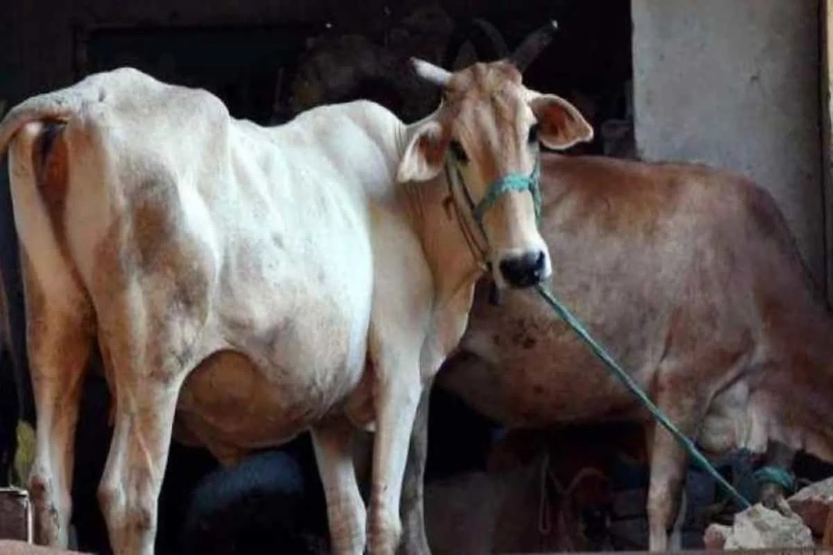 Gold in desi cow milk, earthquakes due to slaughter in syllabus for