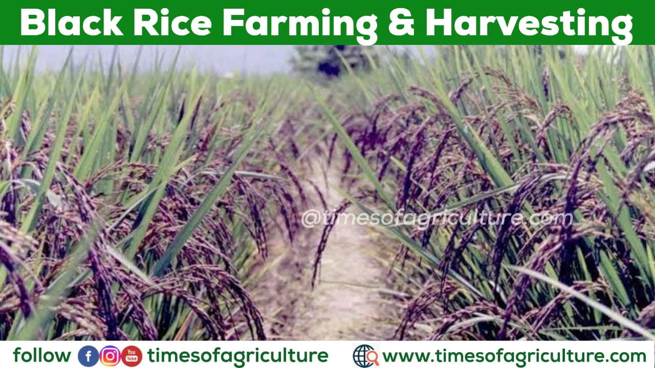 Black Rice cultivation process Archives TIMES OF AGRICULTURE