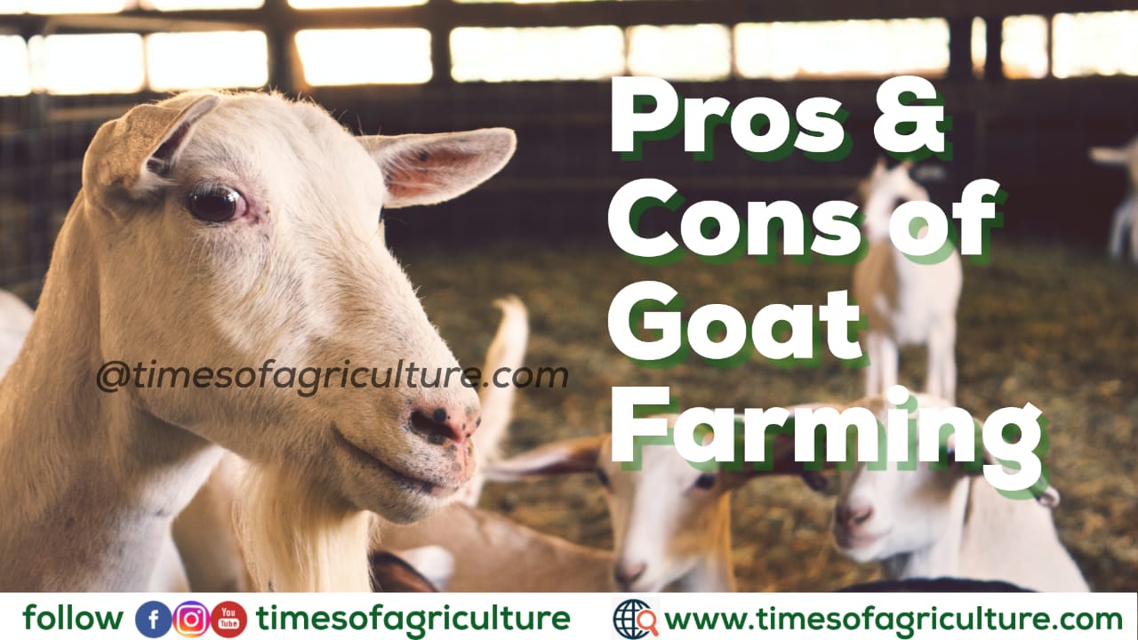 Goat Farming Advantages and Disadvantages TIMES OF AGRICULTURE