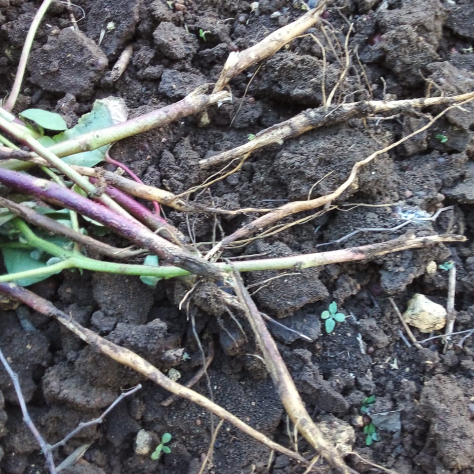 How to Control Cotton Stem Girdler TIMES OF AGRICULTURE