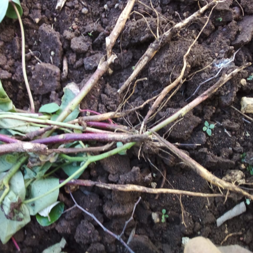 How to Control Cotton Stem Girdler TIMES OF AGRICULTURE