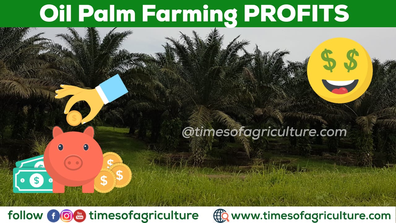 Oil Palm Farming yield per acre. Oil Palm Farming profit per acre