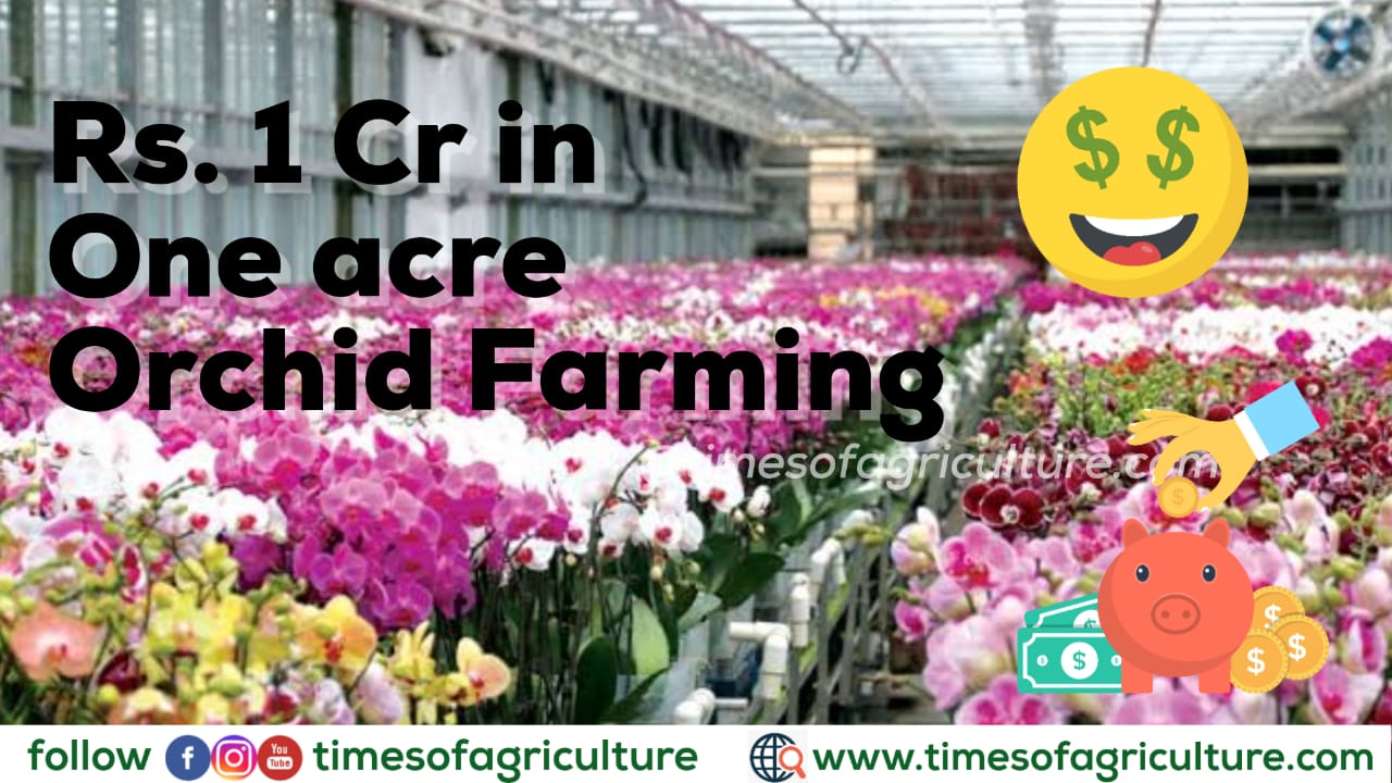 Orchid Flower Plantation In India Best Flower Site