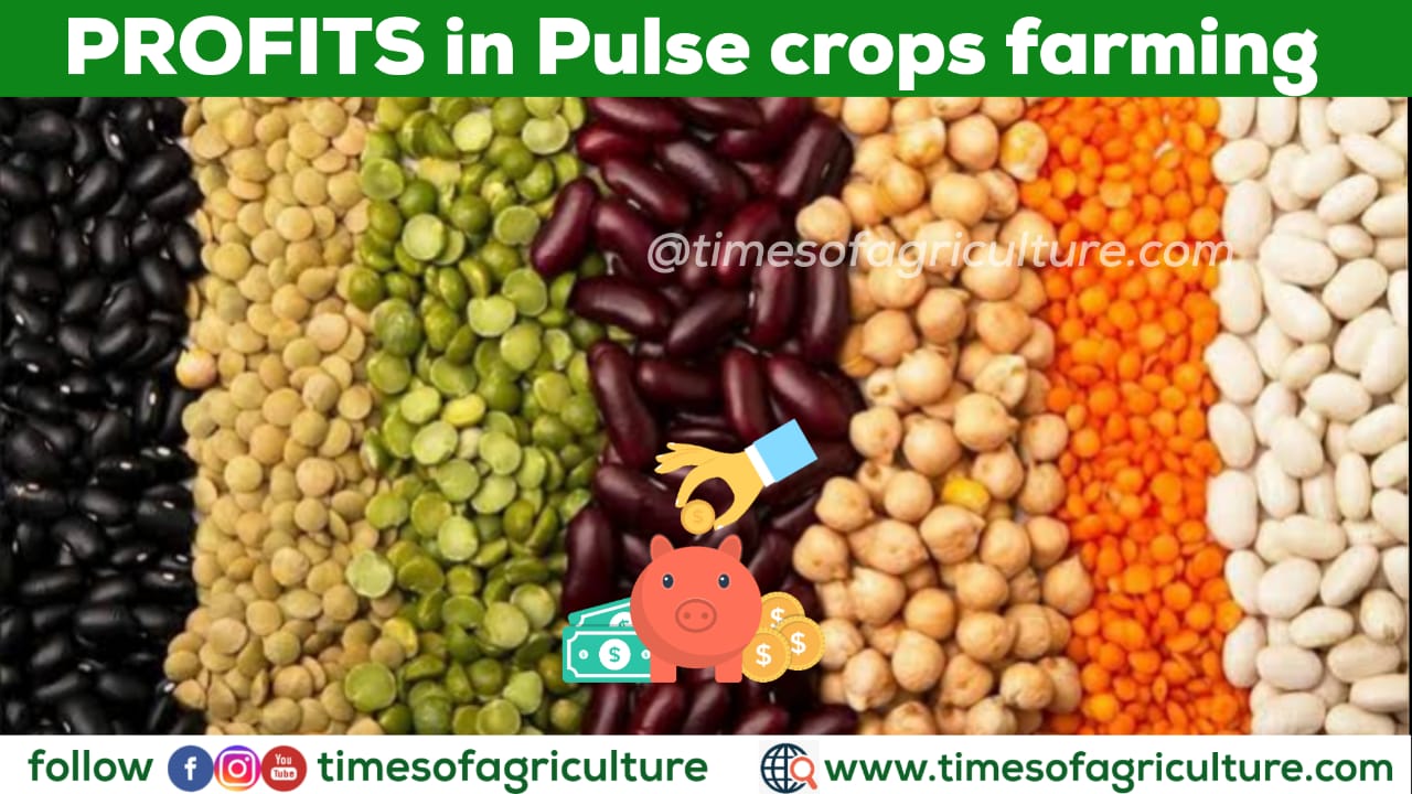Cost of Pulses cultivation Archives TIMES OF AGRICULTURE