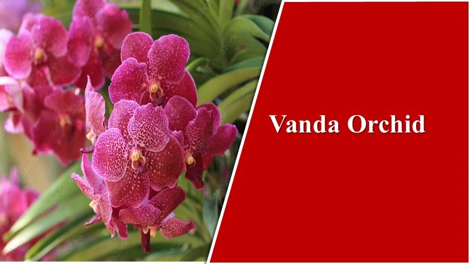 15 Different Types of Orchids in India