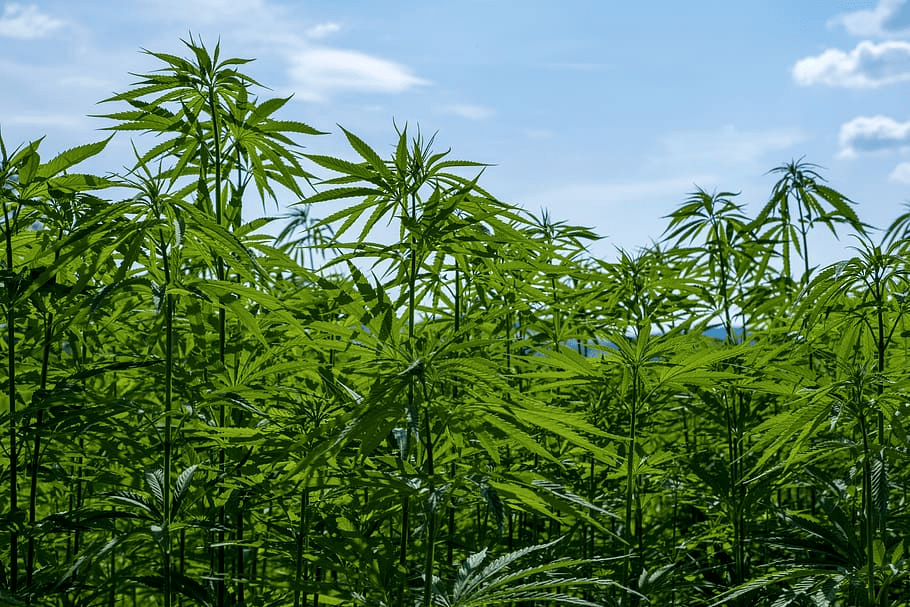 Hemp 101 What Is Hemp, What’s It Used for, and Why Is It Illegal