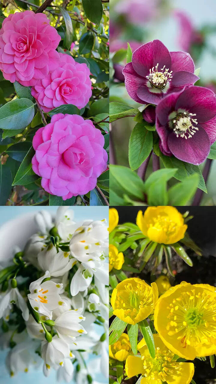 10 winter flowers for your garden News
