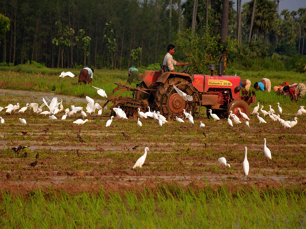 Central scheme Karnataka takes lead as more farmers opt for crop