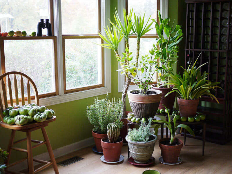 5 plants that release oxygen at night! The Times of India