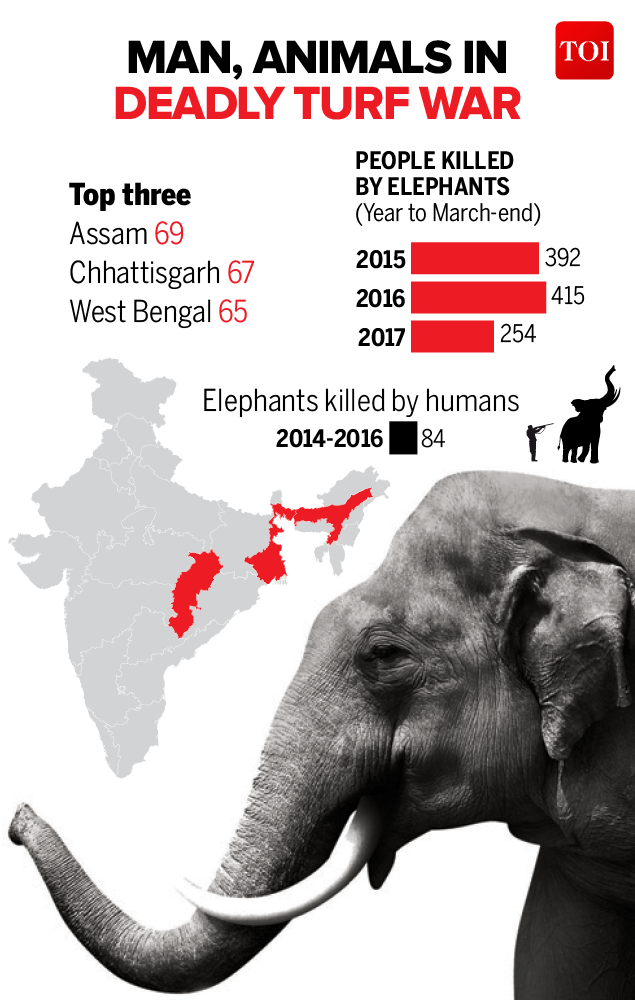 Infographic Elephants, tigers killed 1 human a day Govt data Times