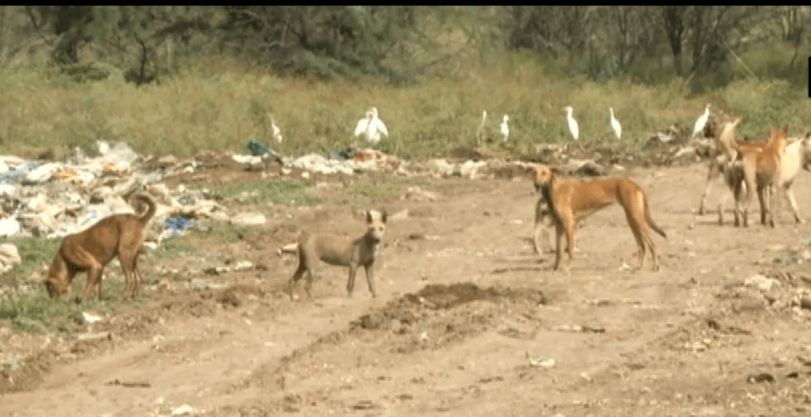 Over 10 injured as stray dogs attack children in Kalaburagi, Karnataka