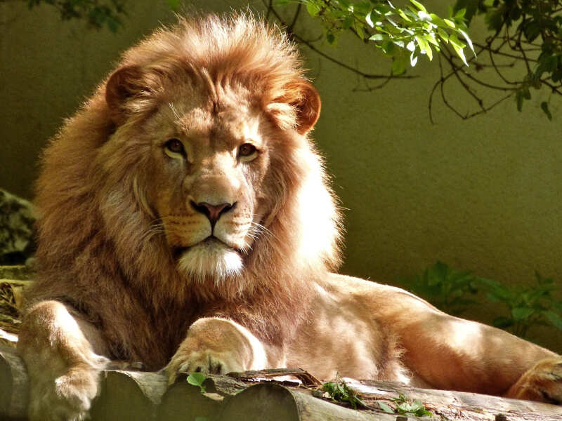 The lion diet