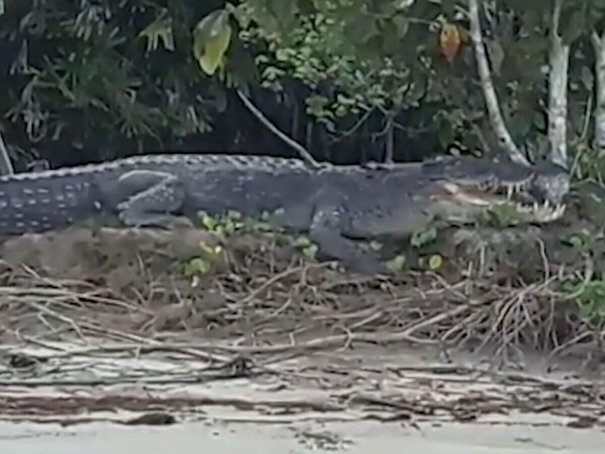 Why crocodiles have made this island most dangerous in the world News