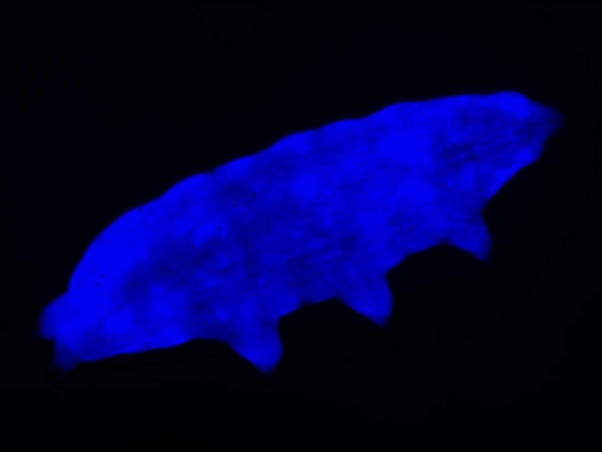 World’s ‘toughest animal’ can survive lethal UV radiation with its own