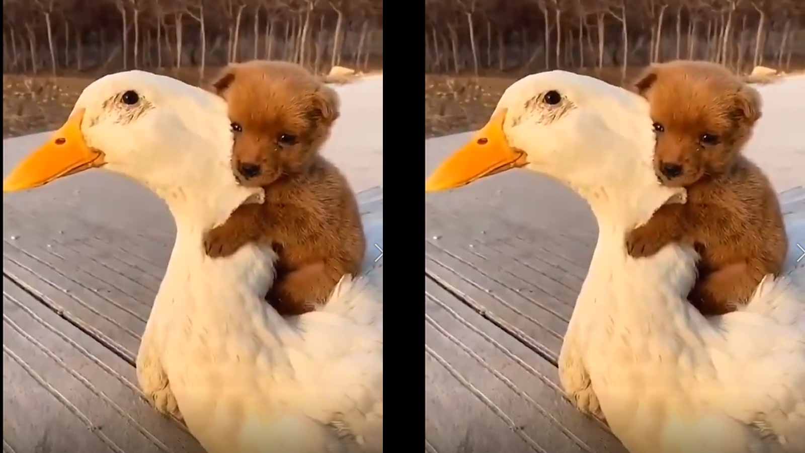 Adorable The pup and duck friendship Amazing But True Times of