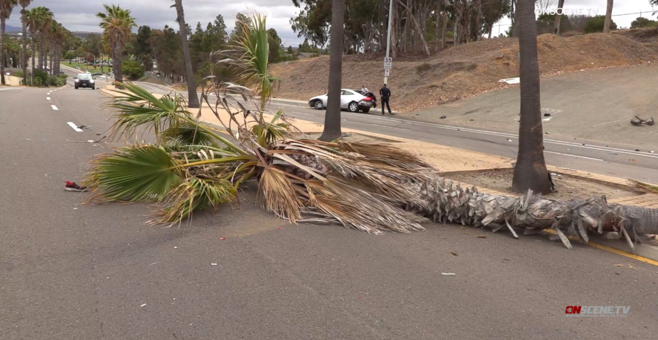 Driver Injured After Losing Control, Taking Down Palm Tree in South Bay