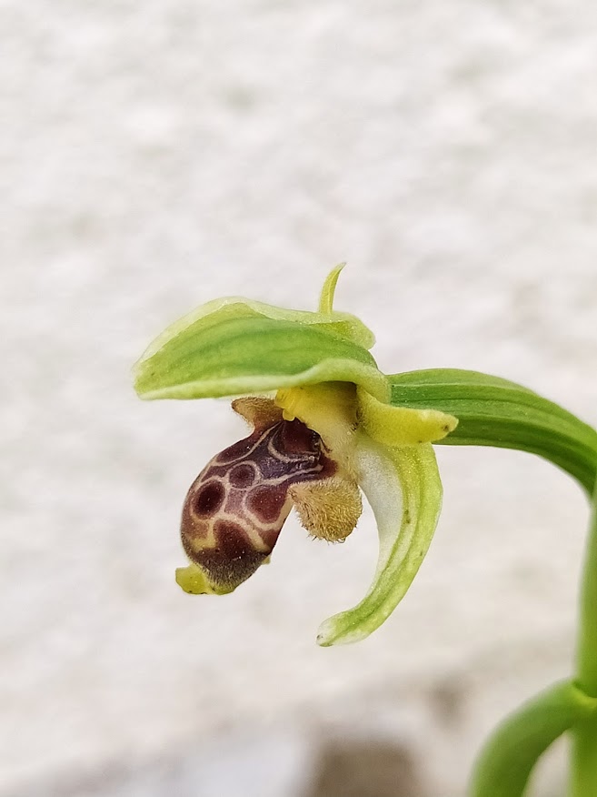 The Orchid That Fools Bees TIMnovate