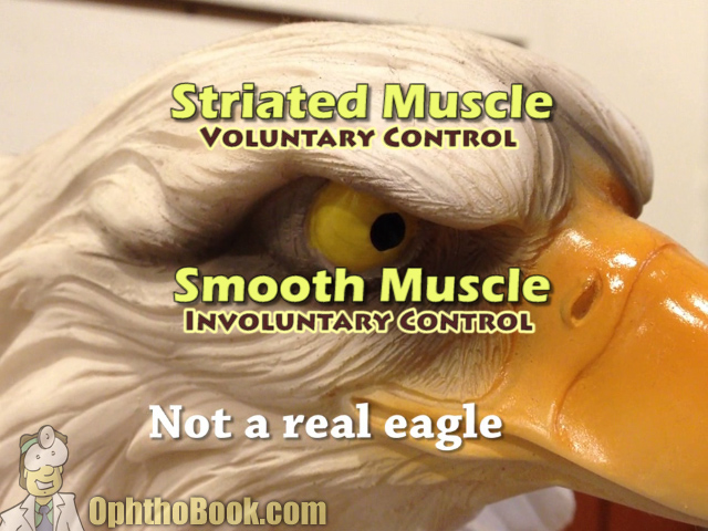 Comparative Eye Anatomy Video