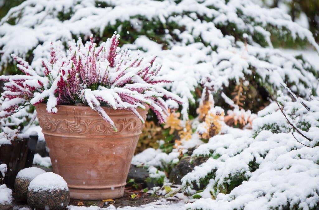 5 Easy Ways to Prepare Your Flower Beds for Winter Tim's