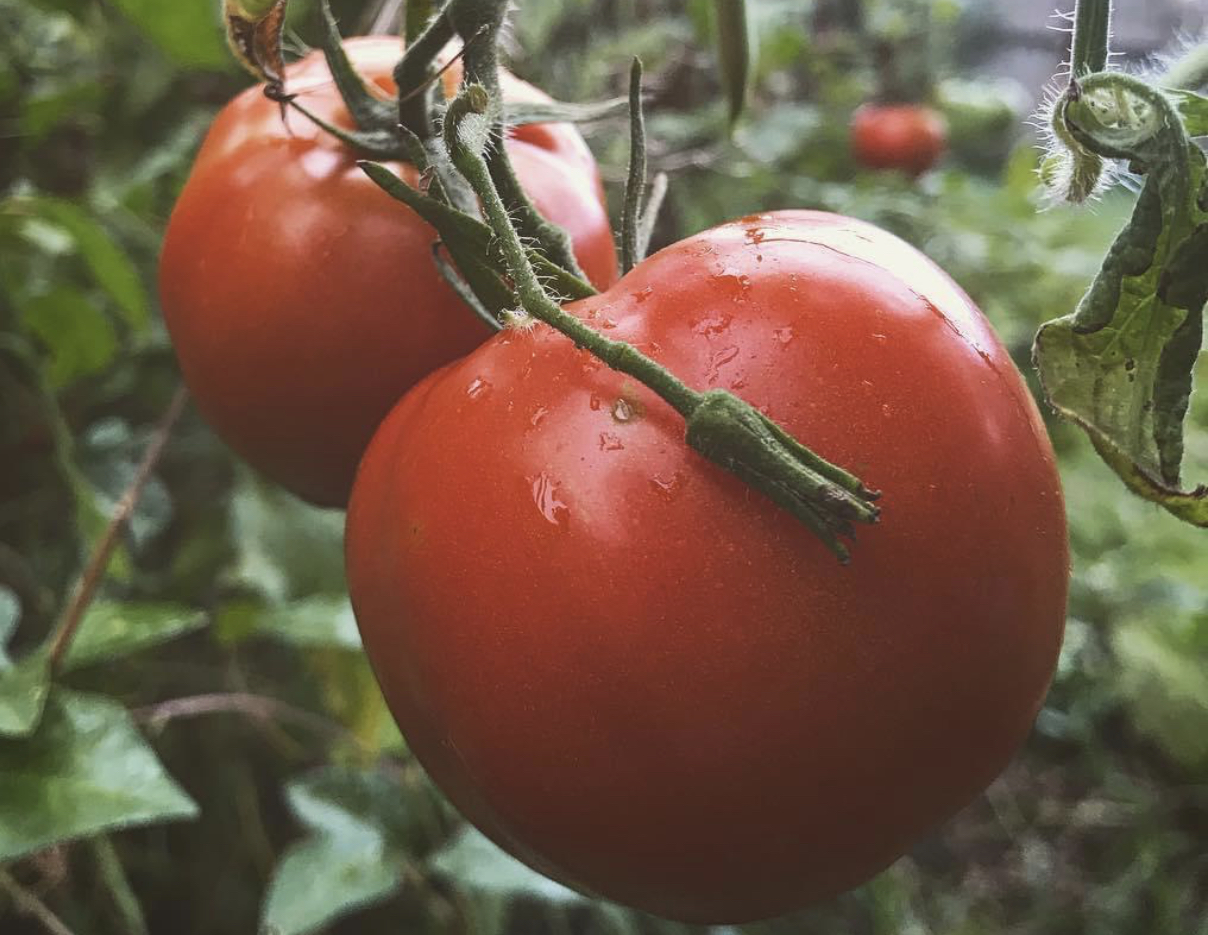 Arkansas Traveler Tomato Seeds Heirloom Tim's Tomatoes