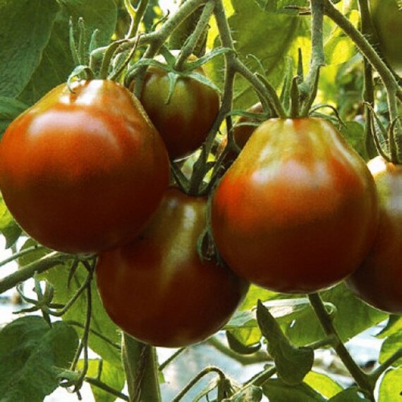 Black Truffle Tomato Seeds Heirloom Tim's Tomatoes